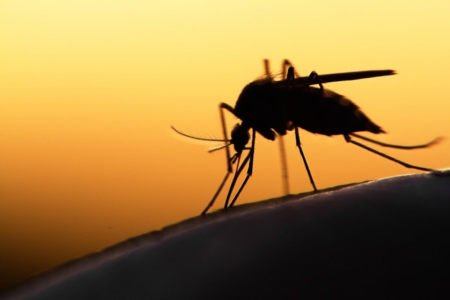 Νέα κρούσματα ελονοσίας με ενδείξεις εγχώριας μετάδοσης - Φωτογραφία 1
