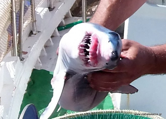Οι θανατηφόρες επιθέσεις καρχαριών στην Ελλάδα - Φωτογραφία 4
