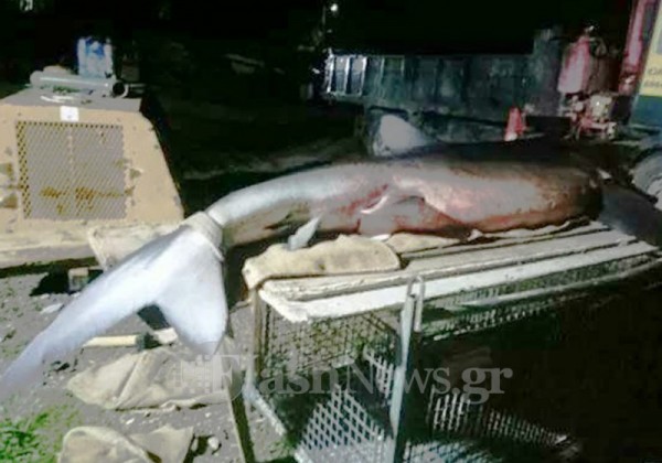 Οι θανατηφόρες επιθέσεις καρχαριών στην Ελλάδα - Φωτογραφία 7