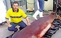 Οι θανατηφόρες επιθέσεις καρχαριών στην Ελλάδα - Φωτογραφία 2