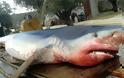 Οι θανατηφόρες επιθέσεις καρχαριών στην Ελλάδα - Φωτογραφία 3