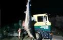 Οι θανατηφόρες επιθέσεις καρχαριών στην Ελλάδα - Φωτογραφία 6