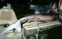 Οι θανατηφόρες επιθέσεις καρχαριών στην Ελλάδα - Φωτογραφία 7