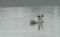 «Σε εκατόμβη νεκρών πουλιών μετατρέπεται η Λίμνη Κάρλα»
