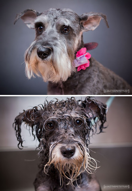 Θα λιώσετε! Απολαυστικές φωτογραφίες με σκύλους πριν και μετά το μπάνιο - Φωτογραφία 10
