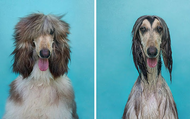 Θα λιώσετε! Απολαυστικές φωτογραφίες με σκύλους πριν και μετά το μπάνιο - Φωτογραφία 13