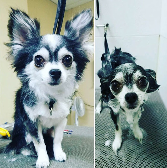 Θα λιώσετε! Απολαυστικές φωτογραφίες με σκύλους πριν και μετά το μπάνιο - Φωτογραφία 15