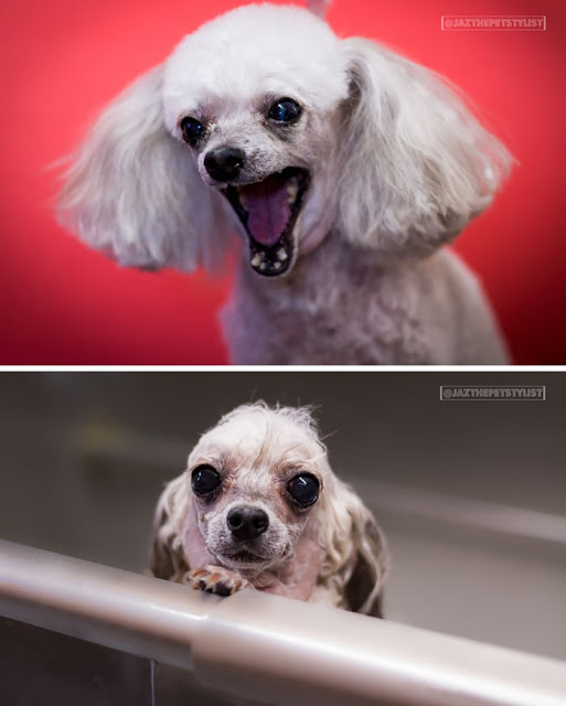 Θα λιώσετε! Απολαυστικές φωτογραφίες με σκύλους πριν και μετά το μπάνιο - Φωτογραφία 16