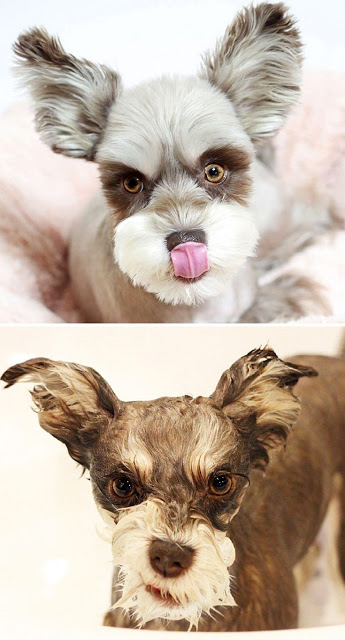 Θα λιώσετε! Απολαυστικές φωτογραφίες με σκύλους πριν και μετά το μπάνιο - Φωτογραφία 17