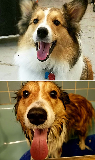 Θα λιώσετε! Απολαυστικές φωτογραφίες με σκύλους πριν και μετά το μπάνιο - Φωτογραφία 21