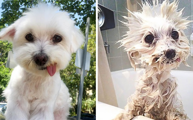 Θα λιώσετε! Απολαυστικές φωτογραφίες με σκύλους πριν και μετά το μπάνιο - Φωτογραφία 8