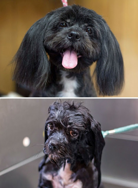 Θα λιώσετε! Απολαυστικές φωτογραφίες με σκύλους πριν και μετά το μπάνιο - Φωτογραφία 9