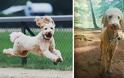 Θα λιώσετε! Απολαυστικές φωτογραφίες με σκύλους πριν και μετά το μπάνιο - Φωτογραφία 11