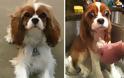 Θα λιώσετε! Απολαυστικές φωτογραφίες με σκύλους πριν και μετά το μπάνιο - Φωτογραφία 12