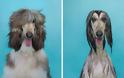 Θα λιώσετε! Απολαυστικές φωτογραφίες με σκύλους πριν και μετά το μπάνιο - Φωτογραφία 13