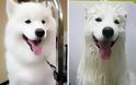 Θα λιώσετε! Απολαυστικές φωτογραφίες με σκύλους πριν και μετά το μπάνιο - Φωτογραφία 14