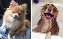 Θα λιώσετε! Απολαυστικές φωτογραφίες με σκύλους πριν και μετά το μπάνιο - Φωτογραφία 18