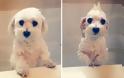 Θα λιώσετε! Απολαυστικές φωτογραφίες με σκύλους πριν και μετά το μπάνιο - Φωτογραφία 19