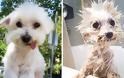 Θα λιώσετε! Απολαυστικές φωτογραφίες με σκύλους πριν και μετά το μπάνιο - Φωτογραφία 2