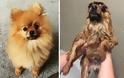 Θα λιώσετε! Απολαυστικές φωτογραφίες με σκύλους πριν και μετά το μπάνιο - Φωτογραφία 3