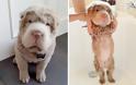 Θα λιώσετε! Απολαυστικές φωτογραφίες με σκύλους πριν και μετά το μπάνιο - Φωτογραφία 4