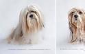 Θα λιώσετε! Απολαυστικές φωτογραφίες με σκύλους πριν και μετά το μπάνιο - Φωτογραφία 5