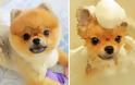 Θα λιώσετε! Απολαυστικές φωτογραφίες με σκύλους πριν και μετά το μπάνιο - Φωτογραφία 6