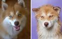 Θα λιώσετε! Απολαυστικές φωτογραφίες με σκύλους πριν και μετά το μπάνιο - Φωτογραφία 7
