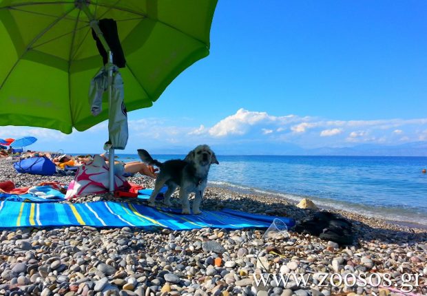 3 παραλίες στις οποίες θα μπορούν να κάνουν μπάνιο και τα σκυλιά όρισε ο Δήμος Θερμαϊκού - Φωτογραφία 1