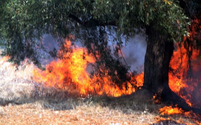 Υπό έλεγχο οι πυρκαγιές σε Καλύβια, Τζια, Αργυρό Αλιβερίου Παρόρι Λειβαδιάς - Φωτογραφία 1