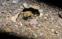 Σπάνιο είδος μελισσών ζει σε ενεργό ηφαίστειο!