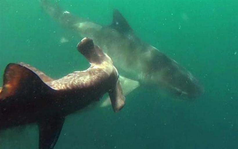 Καρχαρίας εναντίον Καρχαρία - Η σπάνια καταγραφή της επίθεσης ενός τίγρη σε σφυροκέφαλο [video] - Φωτογραφία 1