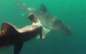 Καρχαρίας εναντίον Καρχαρία - Η σπάνια καταγραφή της επίθεσης ενός τίγρη σε σφυροκέφαλο [video]