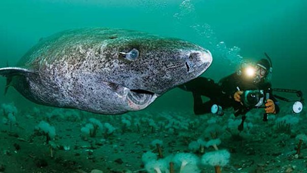 Καρχαρίας ηλικίας 400 ετών ίσως είναι το πιο γηραιό ζώο στον κόσμο - Φωτογραφία 1
