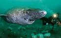 Καρχαρίας ηλικίας 400 ετών ίσως είναι το πιο γηραιό ζώο στον κόσμο