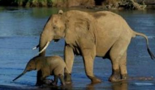 Τραγική κατάληξη για ελέφαντα που ταξίδεψε μόνος 1.700 χιλιόμετρα - Φωτογραφία 1
