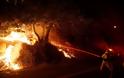 Στάχτη δεκάδες σπίτια και δεκάδες χιλιάδες στρέμματα από την  ανεξέλεγκτη φωτιά στην Καλιφόρνια - 80.000 άνθρωποι εγκατέλειψαν τις εστίες τους - Φωτογραφία 3
