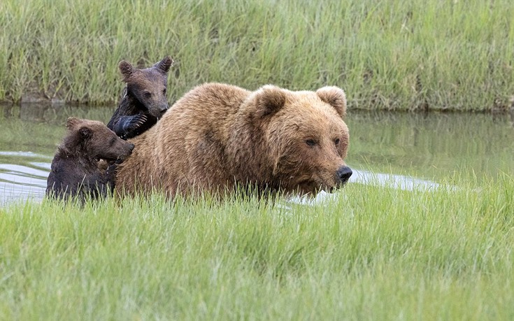 Η συγκινητική στιγμή που η μαμά αρκούδα κουβαλά στην πλάτη το μικρό της που φοβάται το νερό! - Φωτογραφία 1