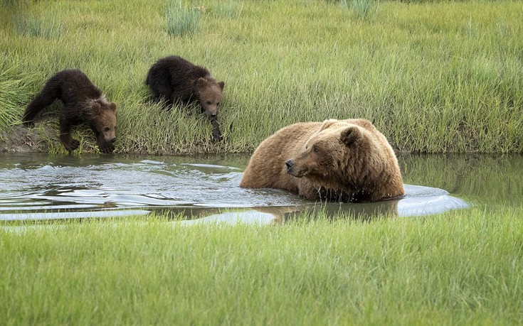Η συγκινητική στιγμή που η μαμά αρκούδα κουβαλά στην πλάτη το μικρό της που φοβάται το νερό! - Φωτογραφία 4