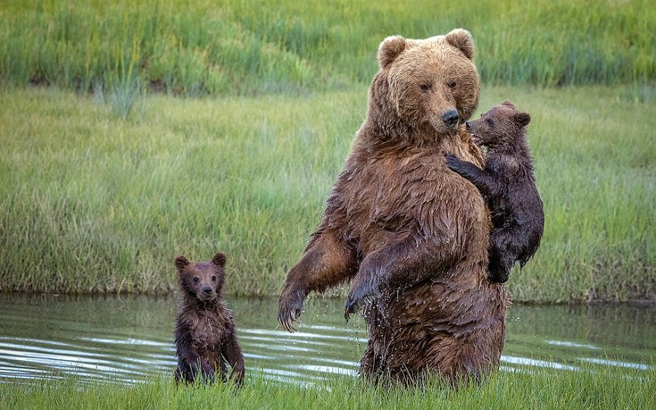 Η συγκινητική στιγμή που η μαμά αρκούδα κουβαλά στην πλάτη το μικρό της που φοβάται το νερό! - Φωτογραφία 6