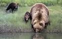 Η συγκινητική στιγμή που η μαμά αρκούδα κουβαλά στην πλάτη το μικρό της που φοβάται το νερό! - Φωτογραφία 3
