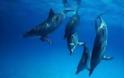 Τα δελφίνια τραγουδάνε στα μωρά τους πριν γεννηθούν!