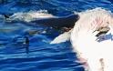 ΤΡΟΜΑΚΤΙΚΟ!  5 καρχαρίες κατασπαράζουν μια φάλαινα - Οι λήψεις κόβουν την ανάσα! [video]