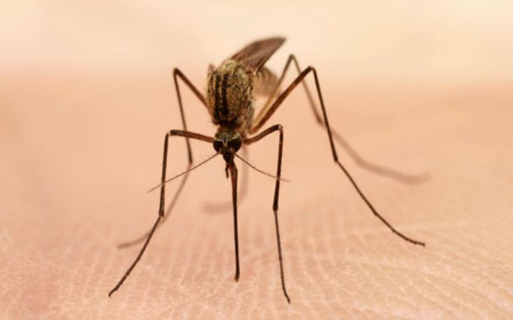 Νέα αποτελεσματική μέθοδος για να εξολοθρεύσετε τα κουνούπια! - Φωτογραφία 1