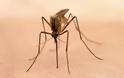 Νέα αποτελεσματική μέθοδος για να εξολοθρεύσετε τα κουνούπια!