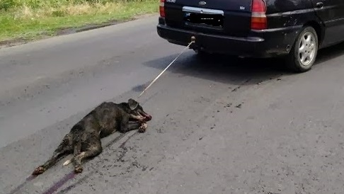 Φρίκη! Έσερνε ζωντανό σκύλο με το αυτοκίνητό του! - Φωτογραφία 1