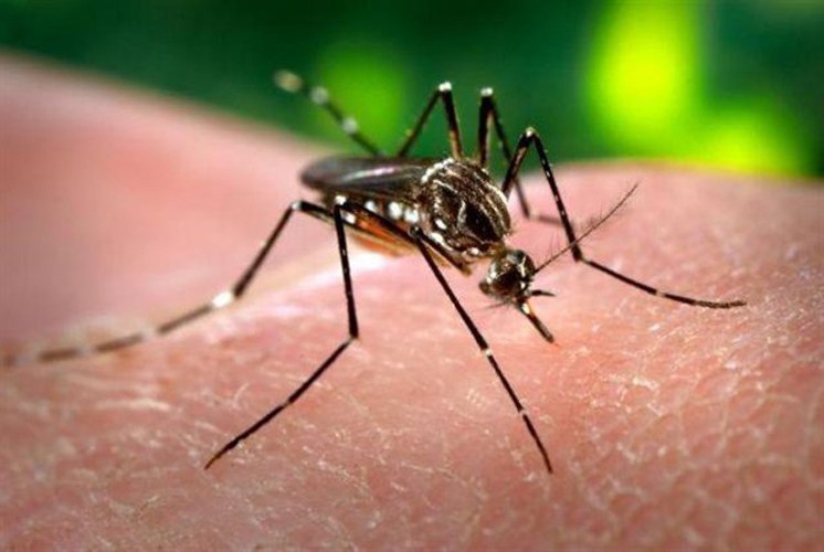 Σε «καραντίνα» ο Δήμος Τεμπών λόγω ελονοσίας - Φωτογραφία 1