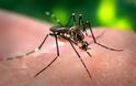 Σε «καραντίνα» ο Δήμος Τεμπών λόγω ελονοσίας