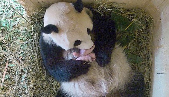 Γιγάντιο panda ποζάρει με τα νεογέννητα δίδυμά του! - Φωτογραφία 1