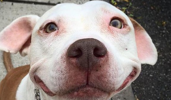 Αδέσποτο σκυλί σώζεται και δεν σταματά να χαμογελά! - Φωτογραφία 1